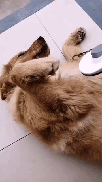 La Importancia del Cepillado para tu Mascota