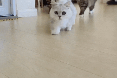 Juguete Interactivo Automático para Gatos y Perros -PawSpin-  Pelota Recargable USB