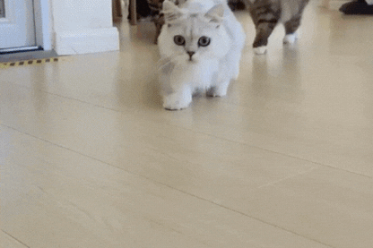 Juguete Interactivo Automático para Gatos y Perros -PawSpin-  Pelota Recargable USB